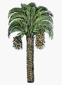 Date Palm Woodcut Print from Mattioli's Commentaires (1579)