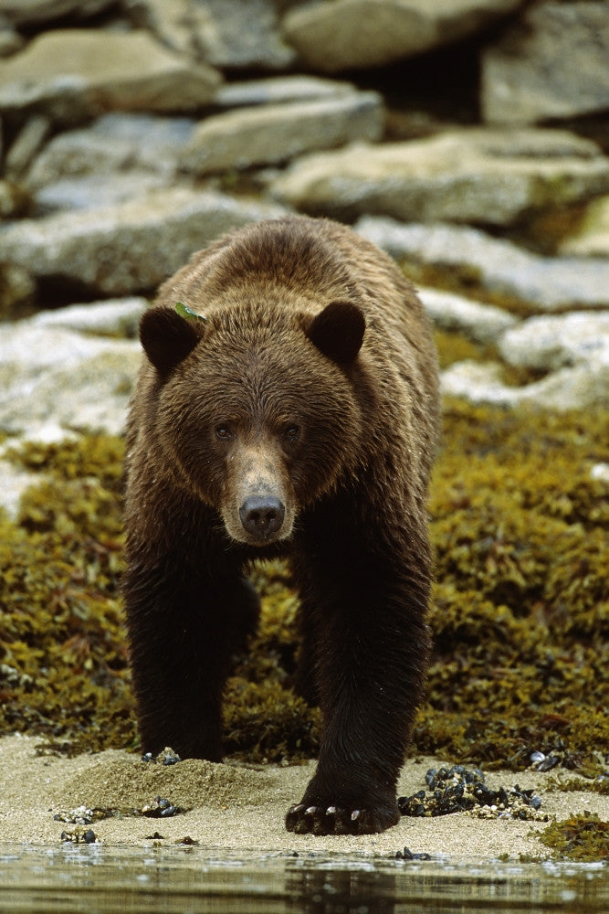 Brown Bear Walking Into River Fine Art Print by Tom Soucek