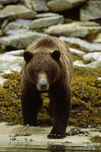 Brown Bear Walking Into River Fine Art Print by Tom Soucek