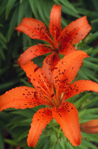Orange Day Lilies Fine Art Print - Available in Multiple Sizes