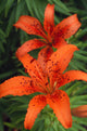 Orange Day Lilies Fine Art Print - Available in Multiple Sizes