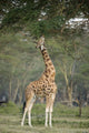 Rothschild Giraffe Feeding on Tree Leaves - Lake Nakuru Poster Print by Panoramic Images
