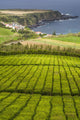 Gorreana Tea Plantation Poster Print by Walter Bibikow - Azores, Portugal