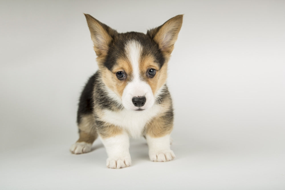 Adorable Eight-Week-Old Corgi Puppy Fine Art Print by Janet Horton