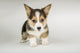 Adorable Eight-Week-Old Corgi Puppy Fine Art Print by Janet Horton