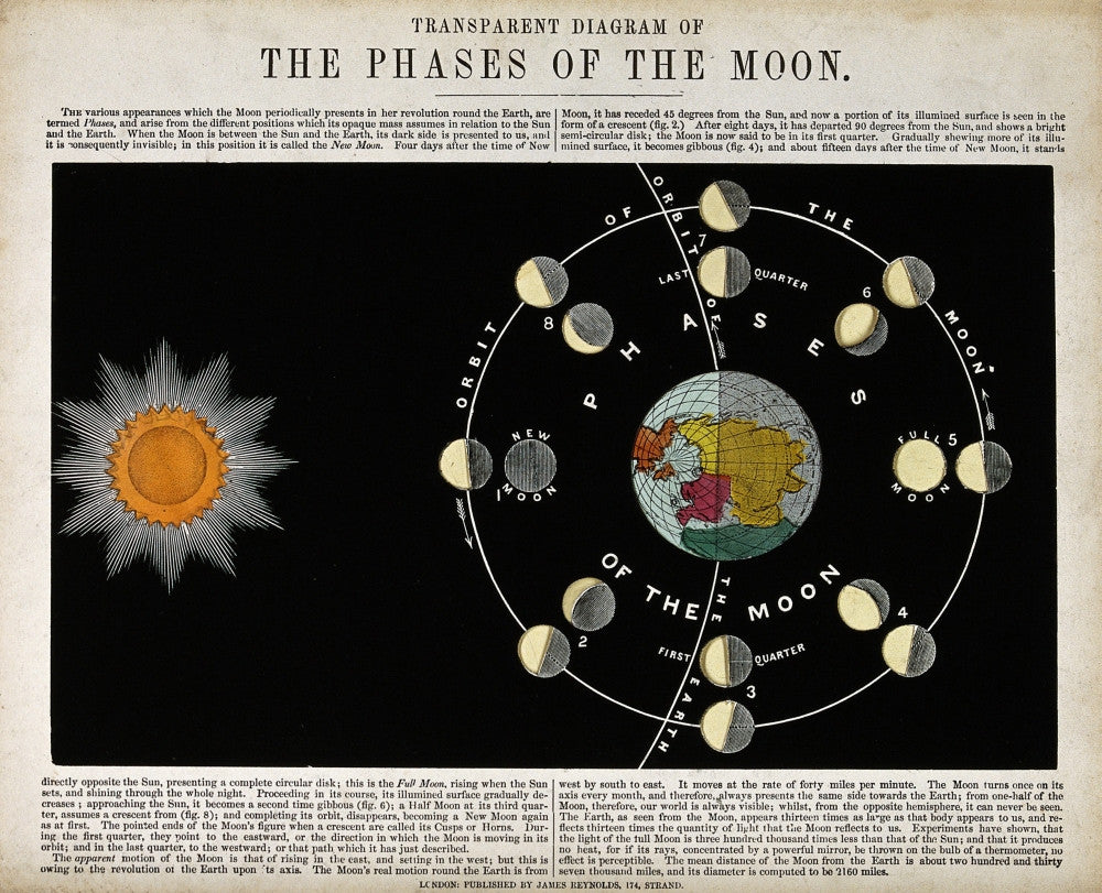 Phases of the Moon, c. 1846 Fine Art Print by Science Source