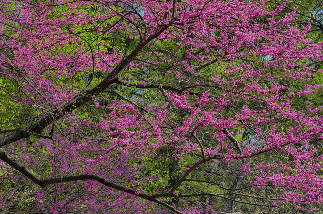 Redbud Tree in Full Bloom Fine Art Print by Darrell Gulin