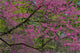 Redbud Tree in Full Bloom Fine Art Print by Darrell Gulin