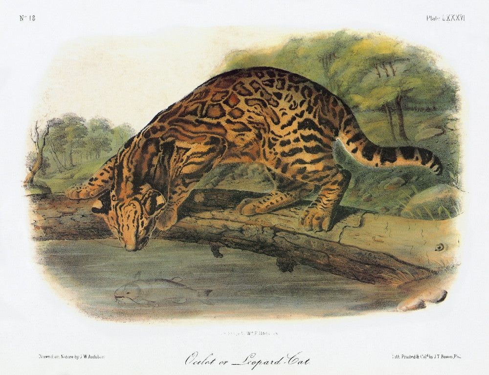 Audubon Ocelot Fine Art Print - Lithograph by Granger Collection