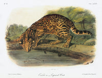 Audubon Ocelot Fine Art Print - Lithograph by Granger Collection