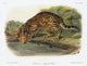 Audubon Ocelot Fine Art Print - Lithograph by Granger Collection