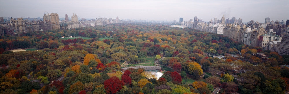 Trees in a Park Fine Art Print - Central Park, NYC