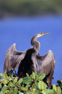 Anhinga Fine Art Print - Stunning Bird Artwork