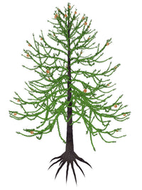 Araucaria Prehistoric Tree Fine Art Print - Isolated on White Background