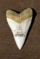 A Scrimshaw Carving on a Great White Shark Tooth Fine Art Print