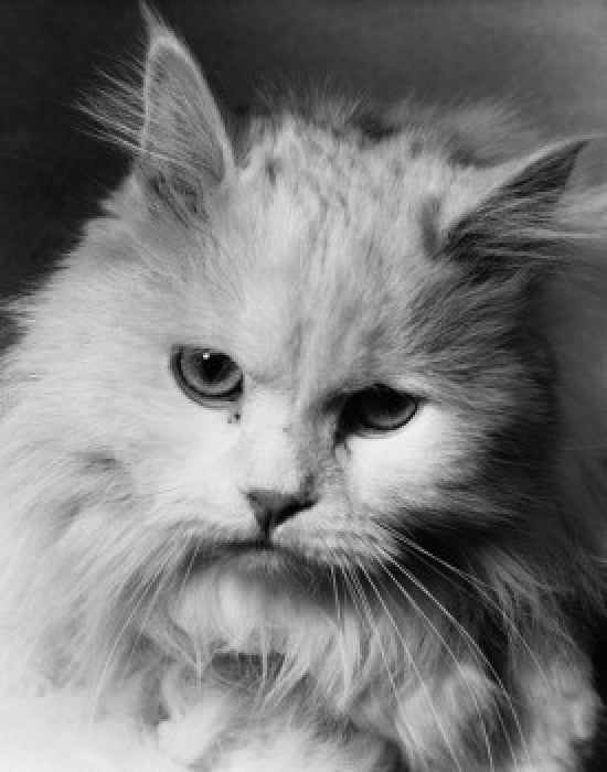 Close-Up Fluffy Cat Fine Art Print | Posterazzi