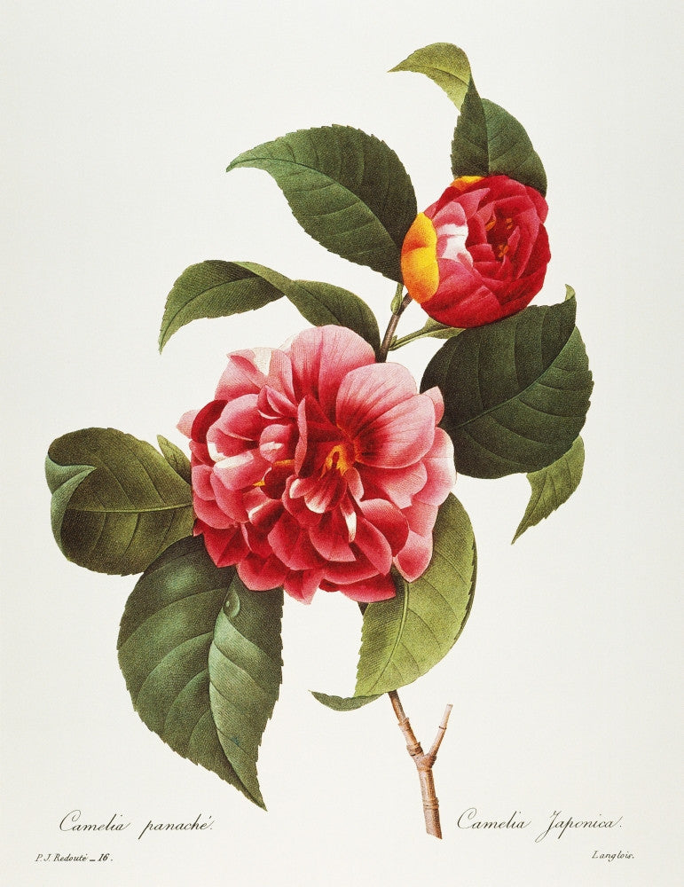 Camellia Fine Art Print - Engraving by Pierre-Joseph Redouté