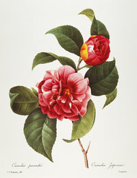 Camellia Fine Art Print - Engraving by Pierre-Joseph Redouté
