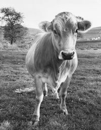 Brown Swiss Cow in a Field Fine Art Print
