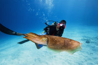 Micronesia Diver with Camera Fine Art Print - Cuttlefish Scene