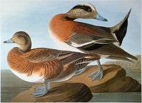 Audubon American Wigeon Fine Art Print - Granger Collection