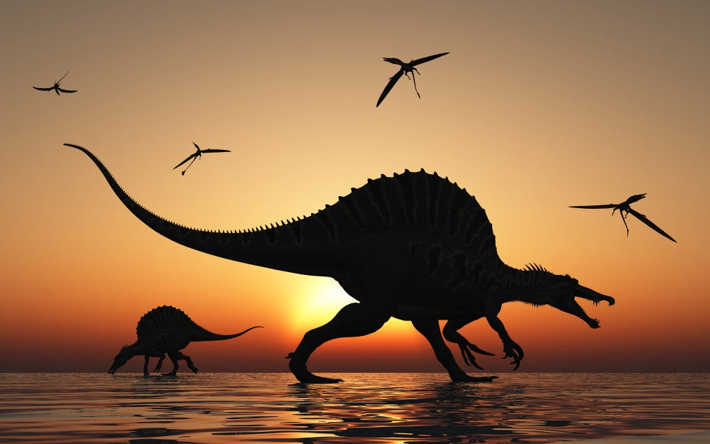 Spinosaurus Hunting for Fish Fine Art Print - Cretaceous Period