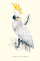 Lesser Sulpher-Crested Cockatoo Fine Art Print by Edward Lear