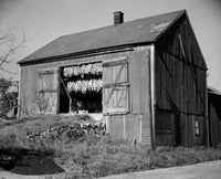 Tobacco Drying in a Barn Fine Art Print - Leola, Pennsylvania