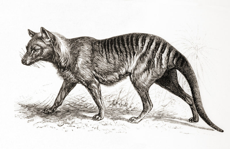 Thylacine Fine Art Print - Tasmanian Tiger by Ken Welsh