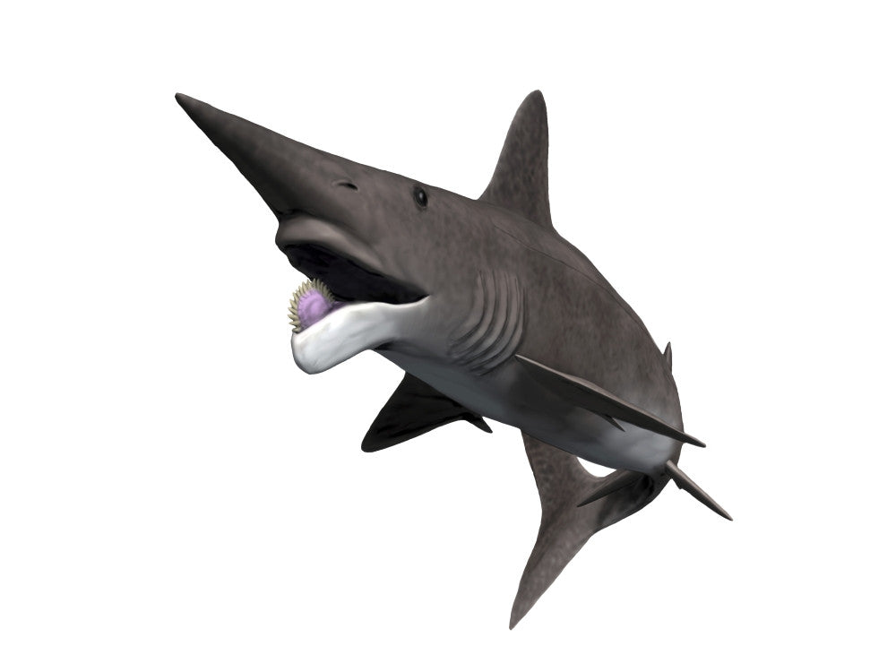 Helicoprion Bessonovi Fine Art Print by Nobumichi Tamura