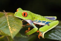 Red-Eyed Tree Frog Fine Art Print by Panoramic Images - 16x11