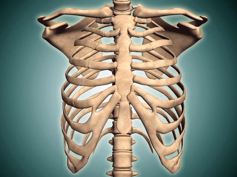 Close-Up View of Human Rib Cage Fine Art Print
