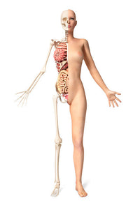 Half Cutaway View of Female Skeleton and Internal Organs Fine Art Print by Leonello Calvetti