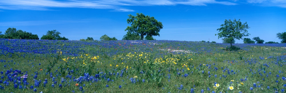 Texas Bluebonnets Field Fine Art Print | Posterazzi