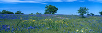 Texas Bluebonnets Field Fine Art Print | Posterazzi