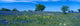 Texas Bluebonnets Field Fine Art Print | Posterazzi