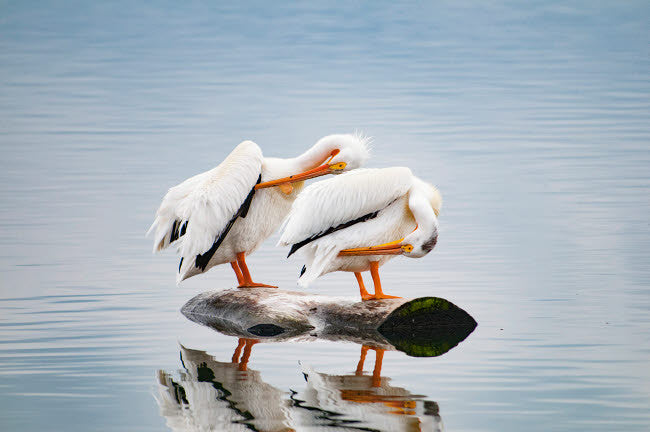 USA, Colorado Pair of White Pelicans Fine Art Print by George Theodore