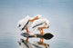 USA, Colorado Pair of White Pelicans Fine Art Print by George Theodore