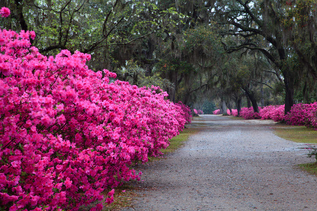 Savannah Bonaventure Cemetery Spring Azaleas Poster Print by Joanne Wells