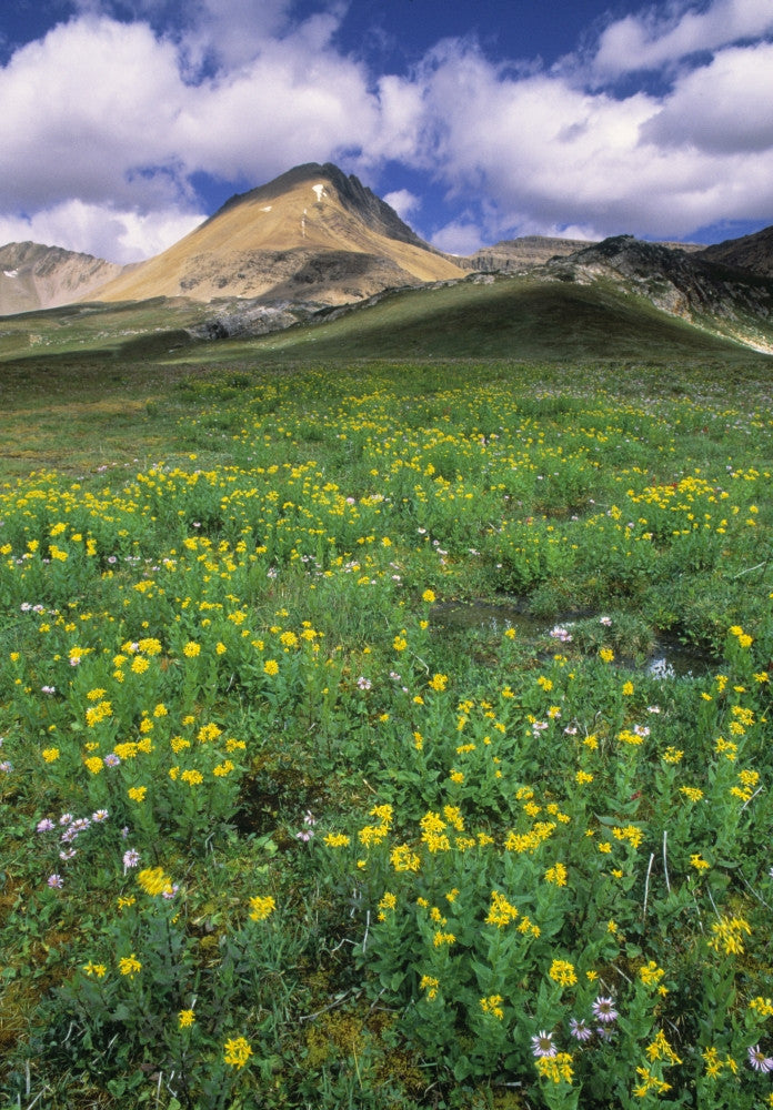 Mt. Cirque Fine Art Print - Wildflowers in Helen Creek Valley, Banff National Park
