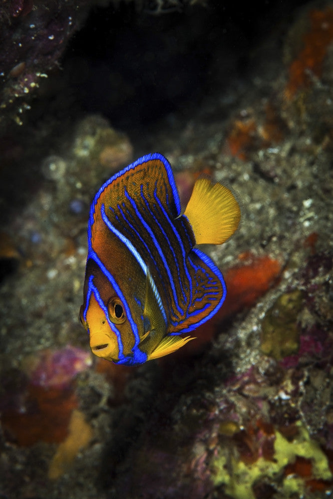 Juvenile King Angelfish Fine Art Print by Brook Peterson - Sea of Cortez