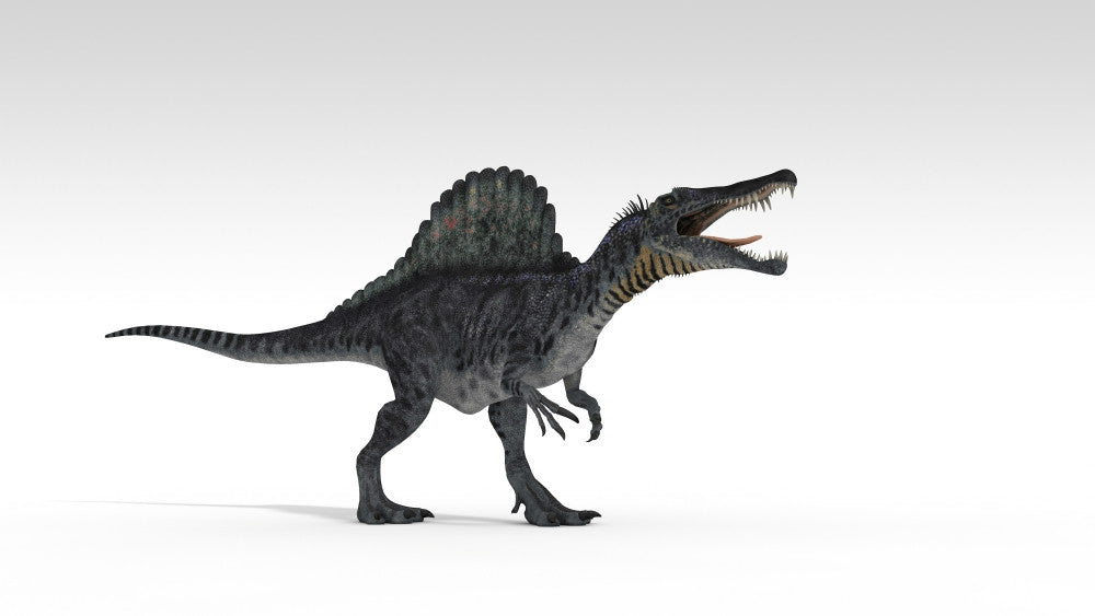 Spinosaurus Dinosaur Fine Art Print on White Background