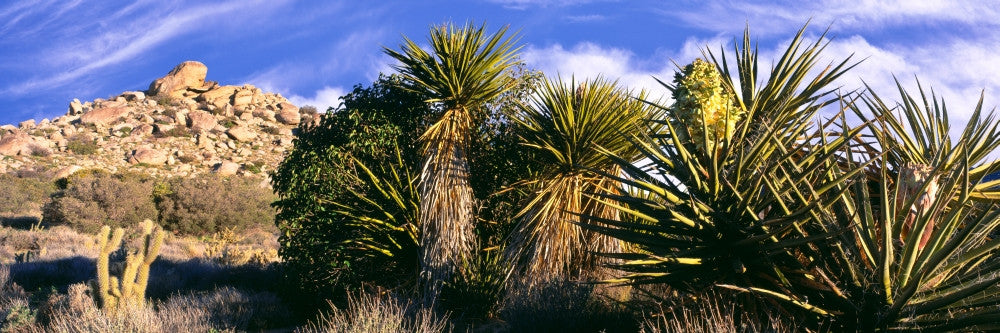 Yucca Plants in Bloom at Culp Valley Campground Poster Print
