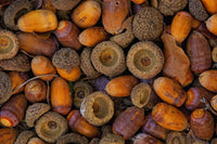Acorns on Frozen Ground Fine Art Print - Available in Multiple Sizes