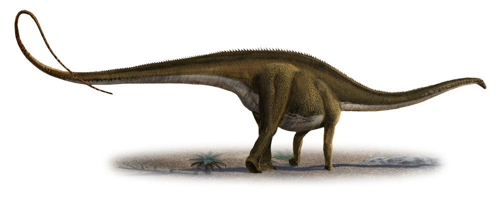 Diplodocus Longus Dinosaur Poster Print - Jurassic Era Art