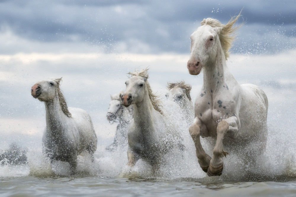 White Horses of Camargue Fine Art Print by Robert Postma