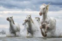 White Horses of Camargue Fine Art Print by Robert Postma