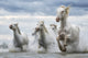 White Horses of Camargue Fine Art Print by Robert Postma