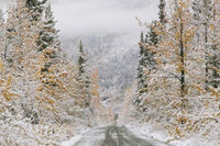 Empty Forest Road Photo Print by Panoramic Images - 19x12
