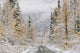 Empty Forest Road Photo Print by Panoramic Images - 19x12